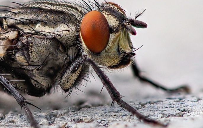 Пословицы про муху