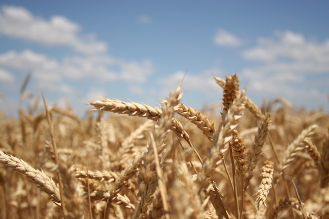 Пословицы о пшенице 