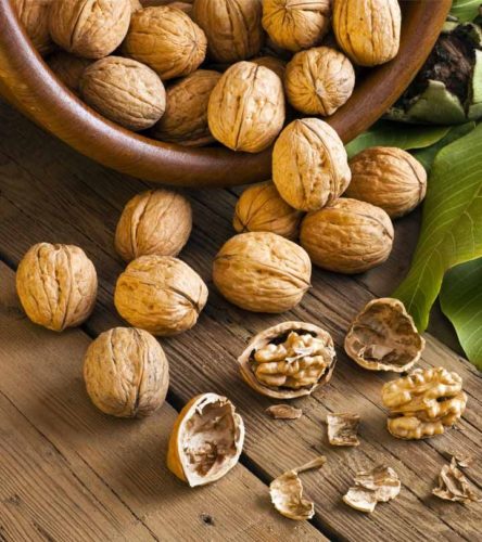 Пословицы про орех - 5 пословиц и поговорок