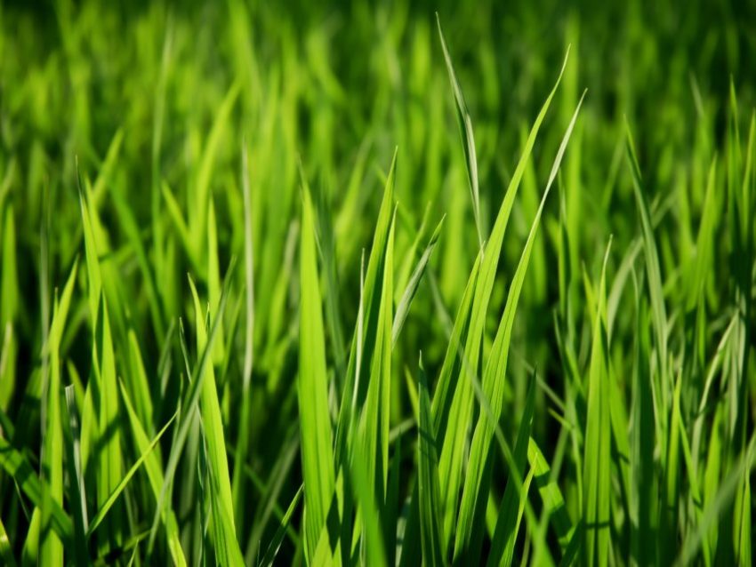 Пословицы про траву