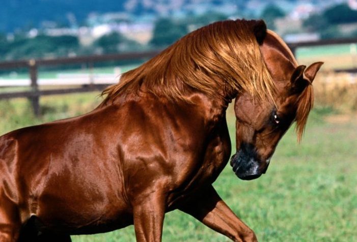 Пословицы на тему ретивый