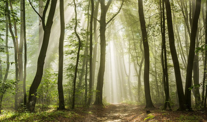 Пословицы про лес