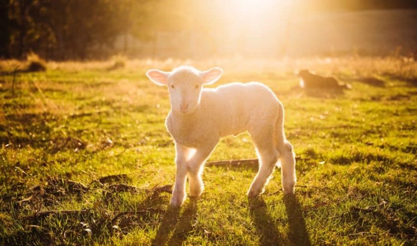 Пословицы о кротости, смирении строгости и гордости