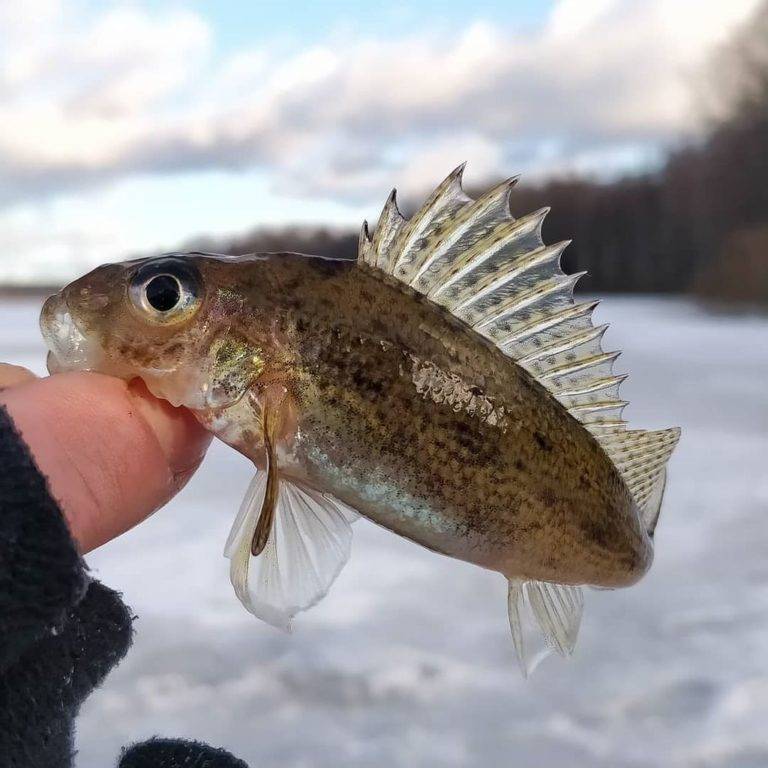 Пословицы про ерша