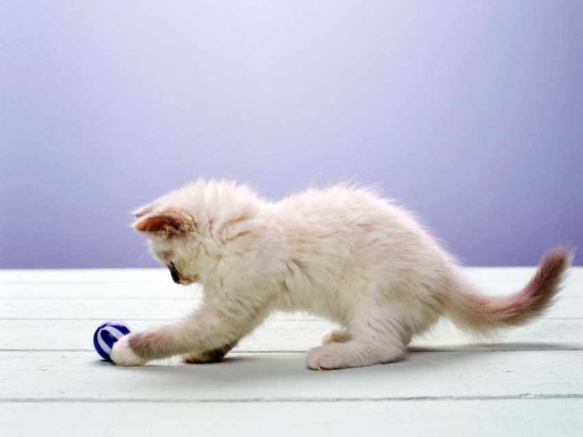 Пословицы на тему игривый