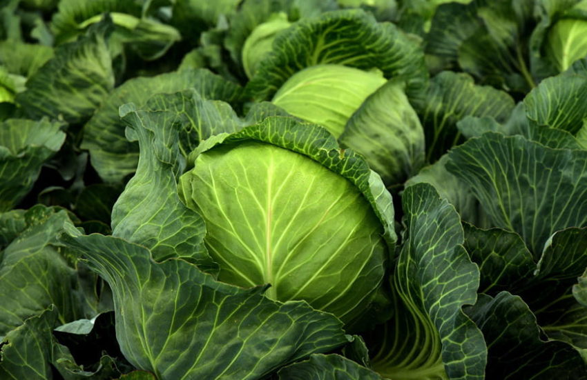 Пословицы про капусту