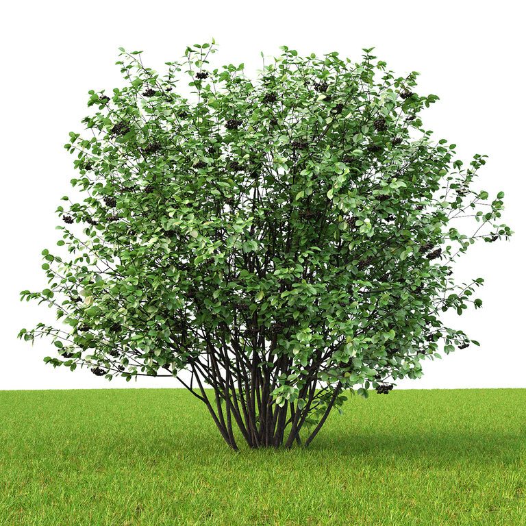 Пословицы про куст