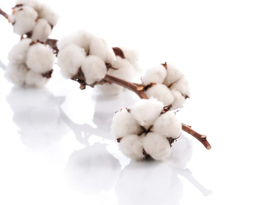 Хлопок