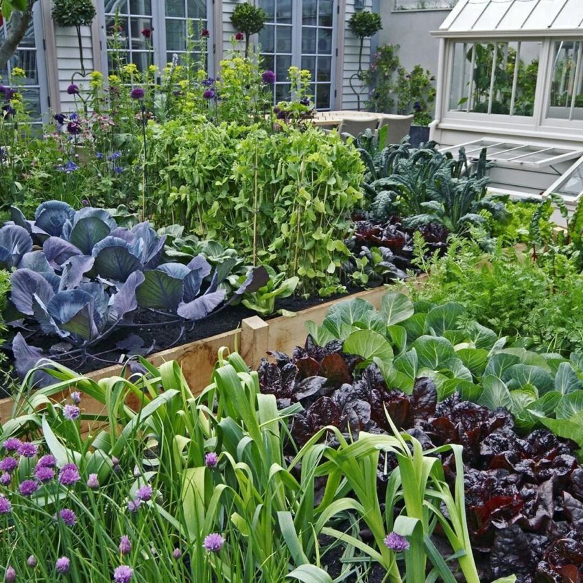 Пословицы про огород 