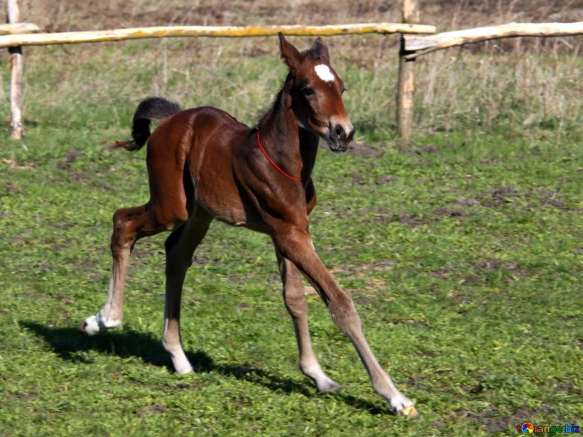Пословицы на тему "жеребёнок"