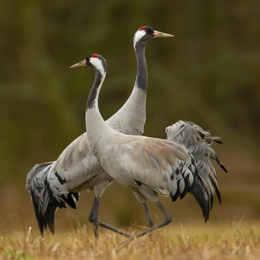 Пословицы о журавлях 