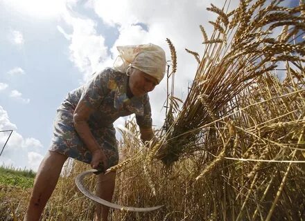 Пословицы о жатве
