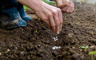 Пословицы о севе