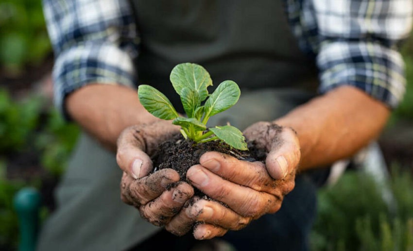 Пословицы про растения и земледелие 