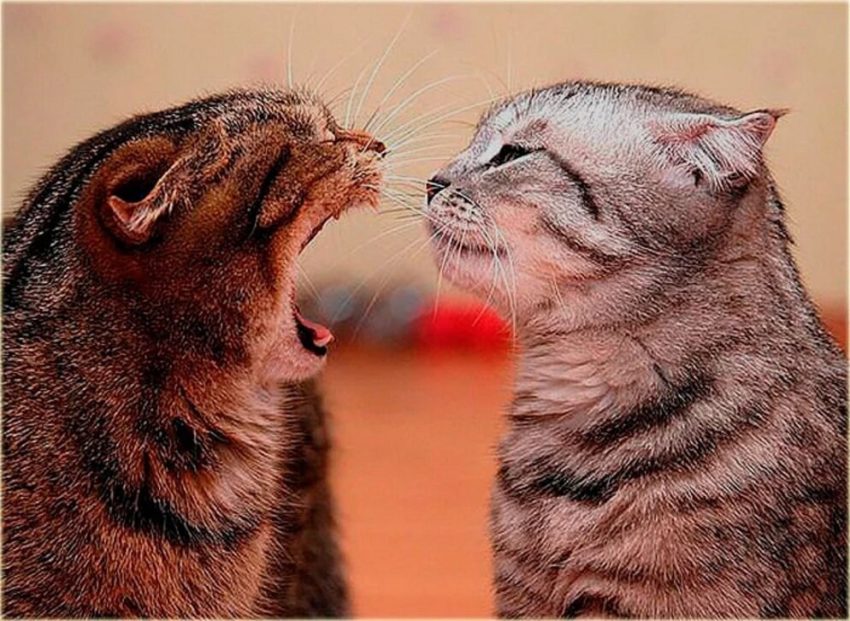 Пословицы об угрозе, гневе и милости 