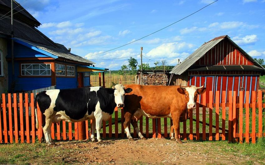 Пословицы про скот
