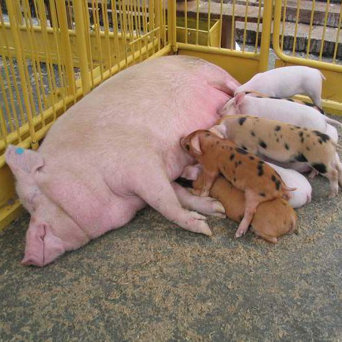 Пословицы о приплоде