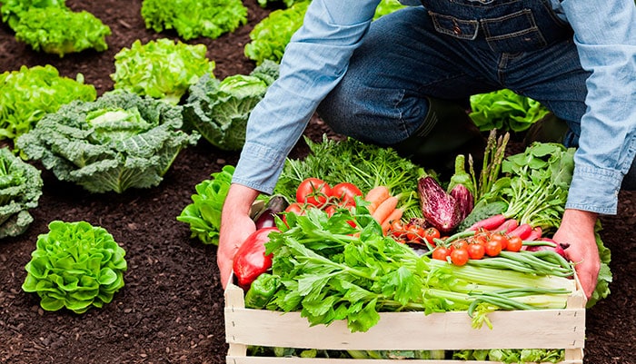 Земледелие