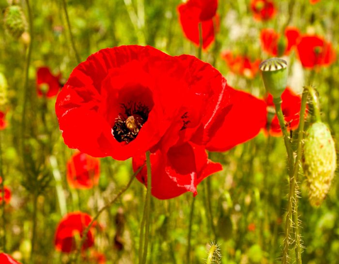 Пословицы про мак