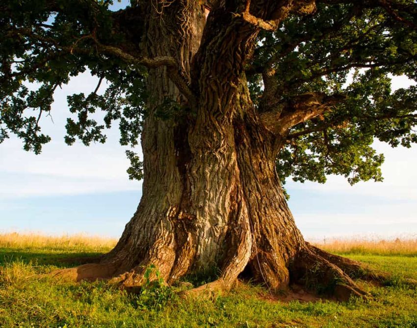 Пословицы про дуб