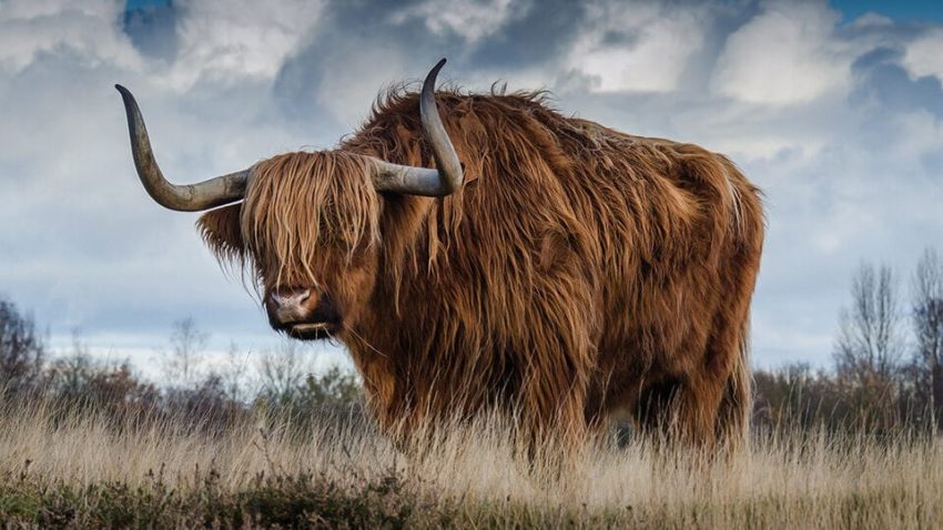 Пословицы про быка