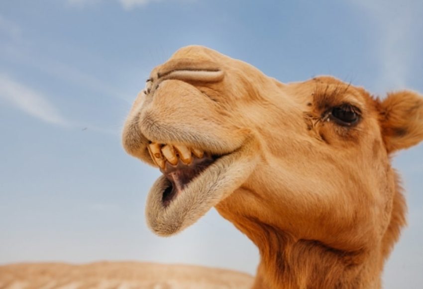 Пословицы про верблюда