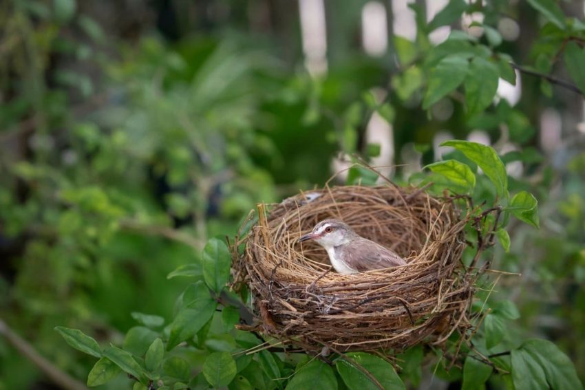 Пословицы про гнездо