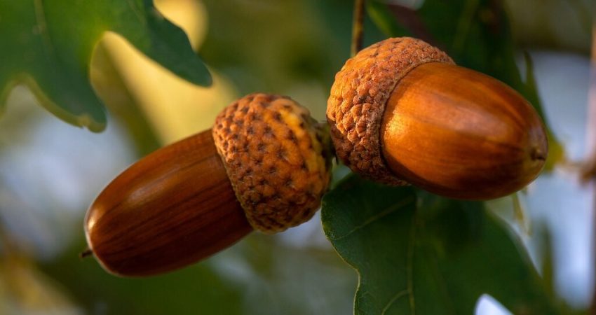 Пословицы про желудь