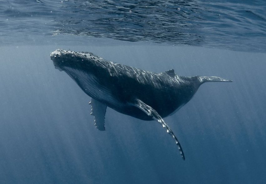 Пословицы про кита