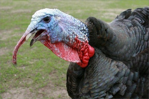 Пословицы про индюка