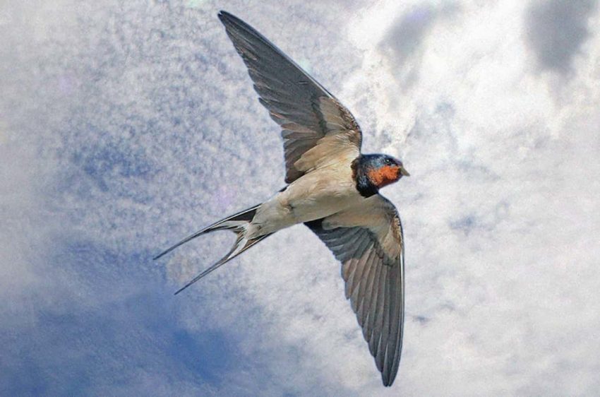 Пословицы про ласточку