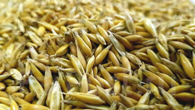 Пословицы про овес