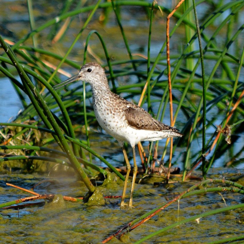 Пословицы про кулика