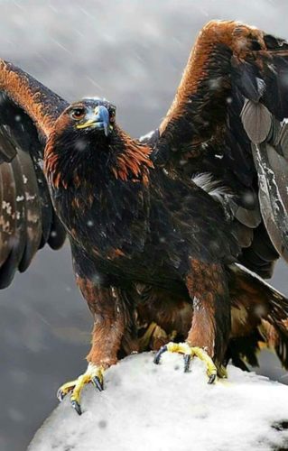 Пословицы про орла