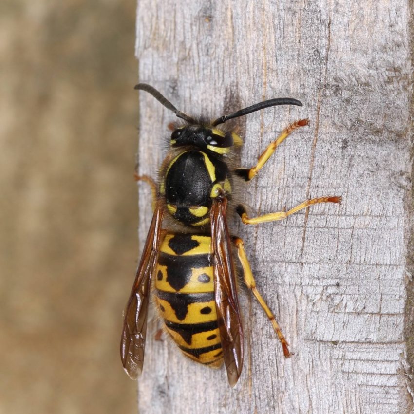 Пословицы про ос