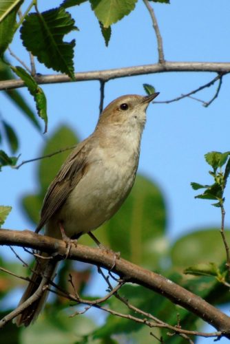 Пословицы про соловья