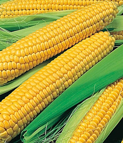 Пословицы про кукурузу 