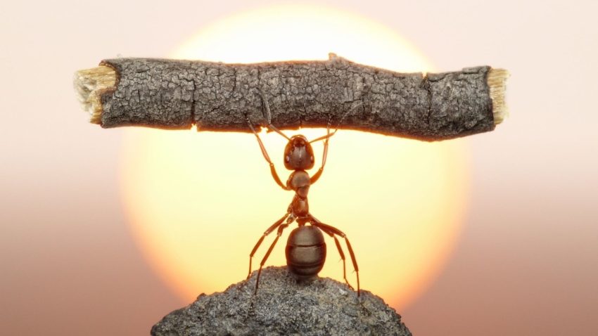 Пословицы на тему "добиваться"