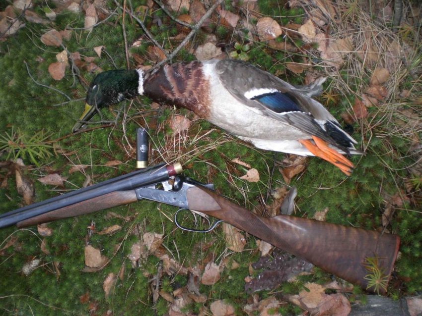 Пословицы на тему "подстреленный"