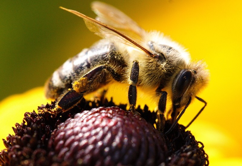 Пословицы про пчёл 