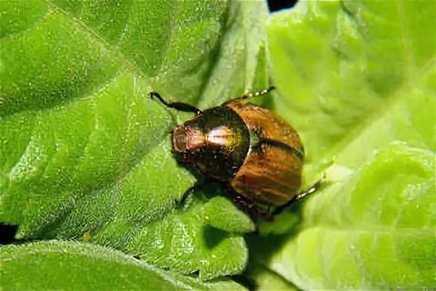 Пословицы на тему "жук"