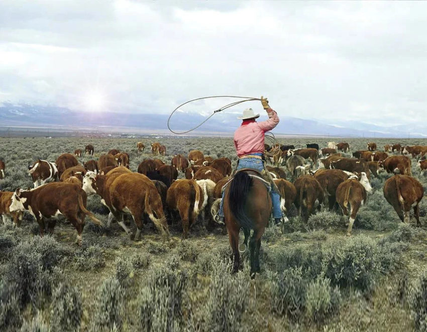 Пословицы на тему "погонять"