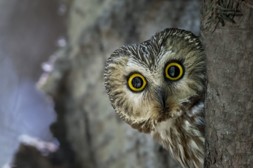 Любопытство