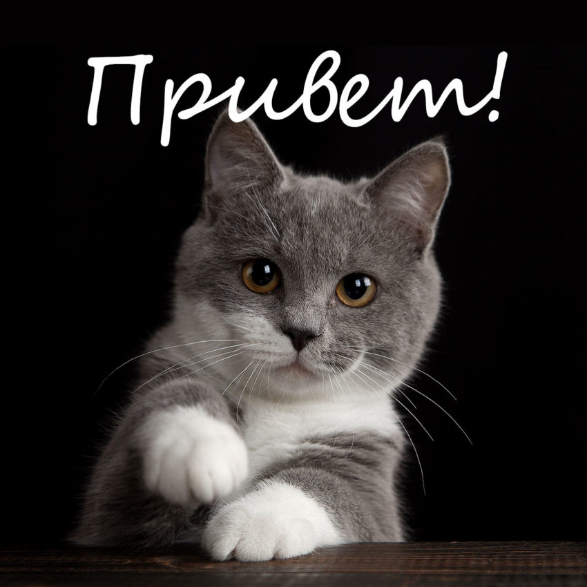 Пословицы на тему "привет"