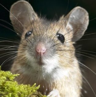 Пословицы про мышь 