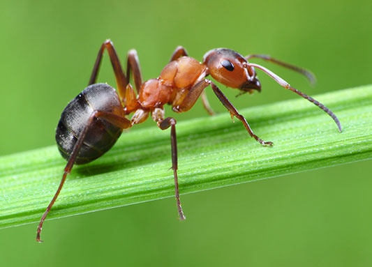 Пословицы про муравья