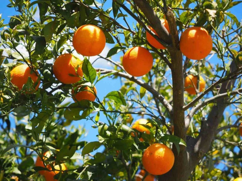 Пословицы про апельсины
