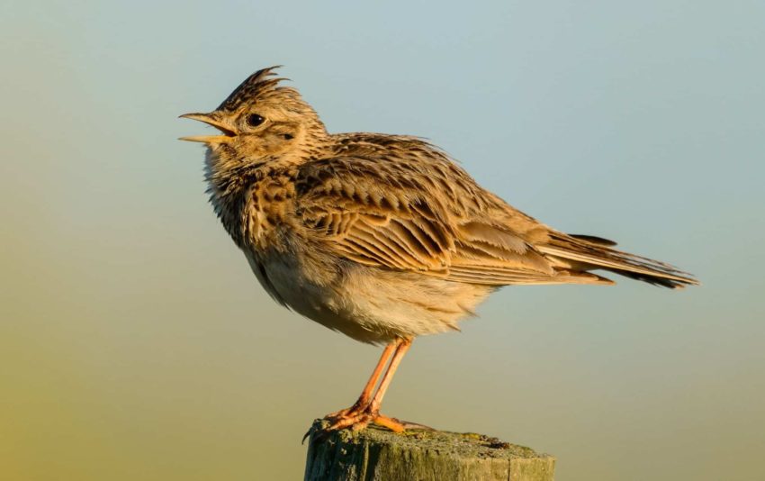 Пословицы про жаворонка