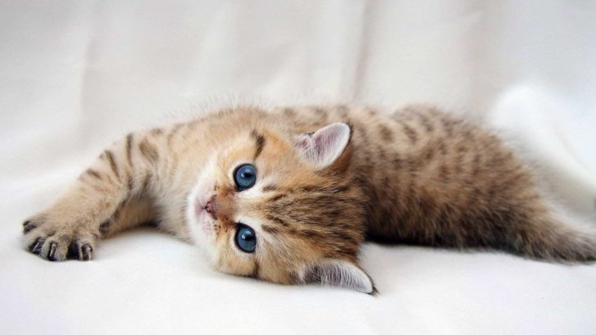 Пословицы про котенка