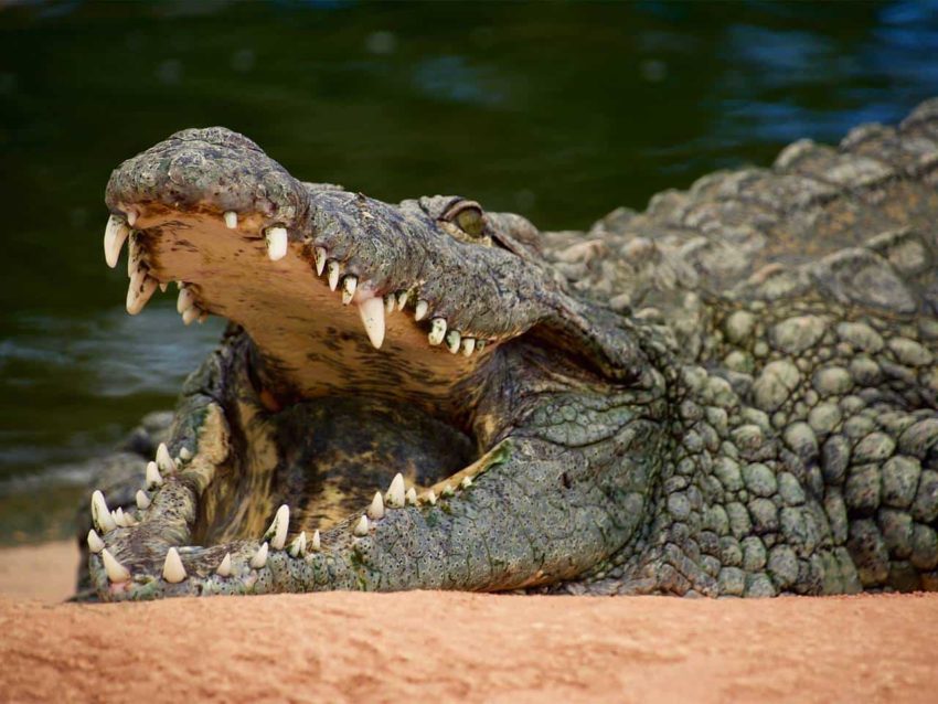 Пословицы про крокодила